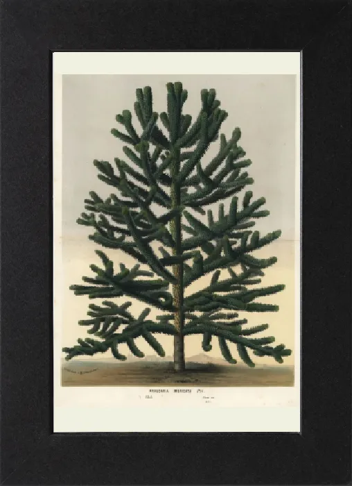 Impresión enmarcada : Arbol de rompueble, Araucaria araucana. En peligro de extinción