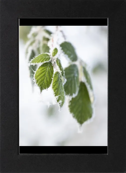 Impresión enmarcada : Frambuesa (Rubus sectio Rubus) Impresión enmarcada : Frambuesa (Rubus sectio Rubus)