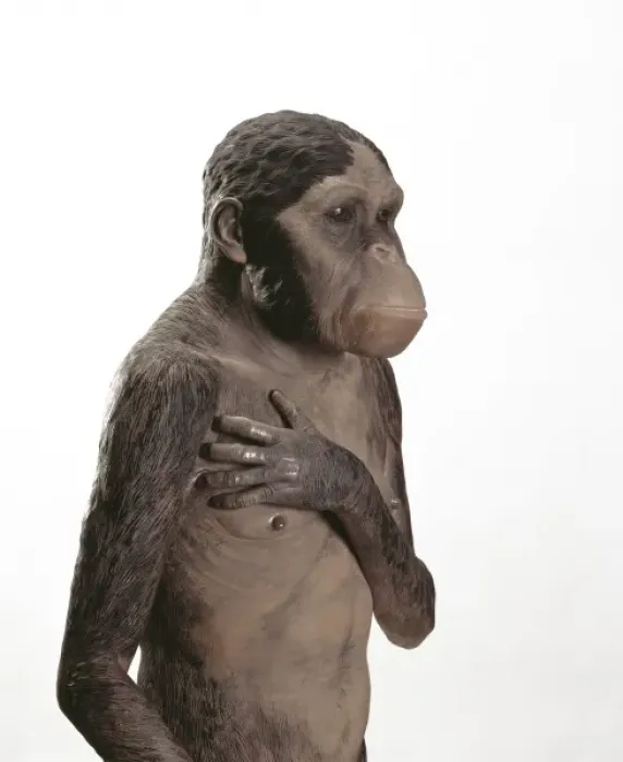 Impresión enmarcada : Australopithecus africanus.