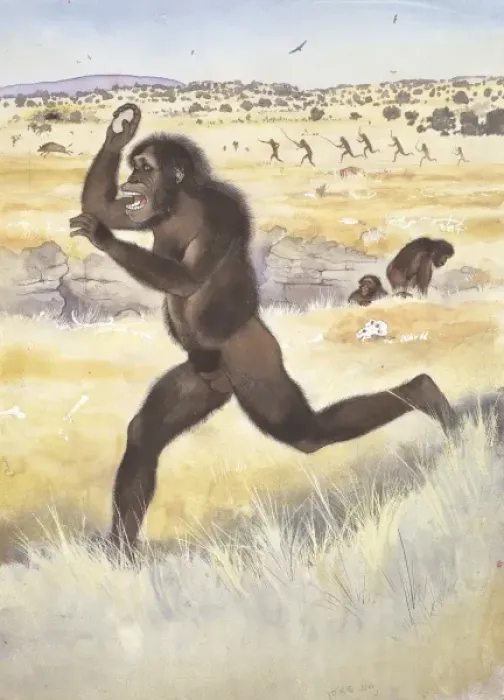 Impresión enmarcada : Australopithecus africanus Impresión enmarcada : Australopithecus africanus