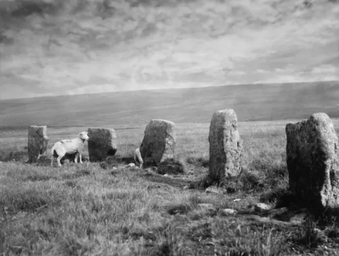 Impresión enmarcada : Los Wethers Grises. Impresión enmarcada : Los Wethers Grises.
