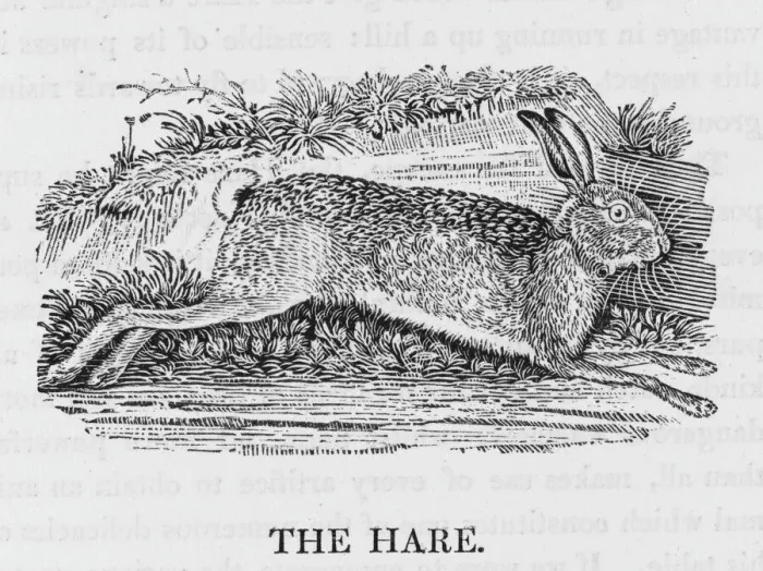 Impresión enmarcada : León de Bewick Impresión enmarcada : León de Bewick