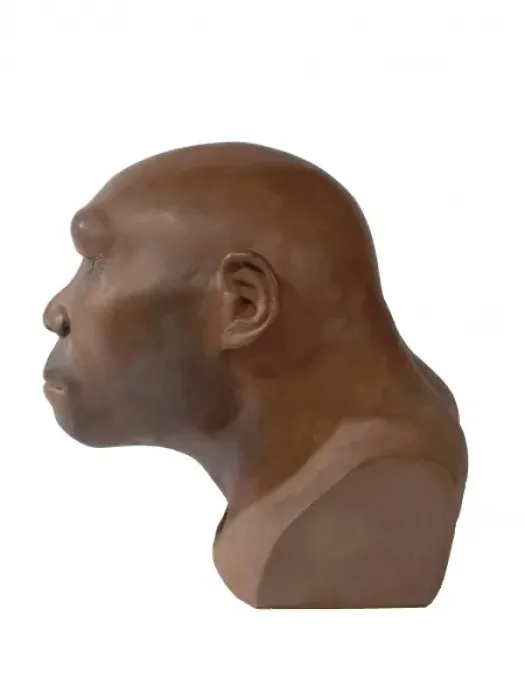 Impresión enmarcada : Homo erectus, hombre de Java Impresión enmarcada : Homo erectus, hombre de Java