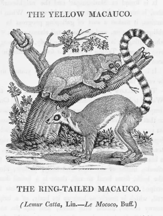 Impresión enmarcada : Macaco de Bewick