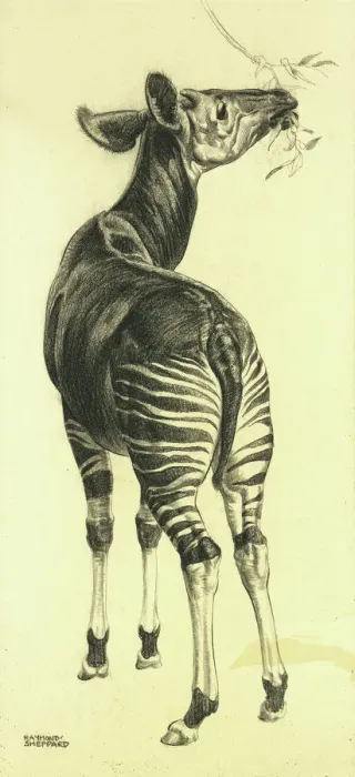 Impresión enmarcada : Hojas de masticar okapi