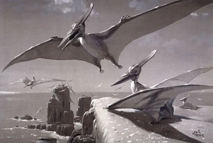 Impresión enmarcada : Pteranodon