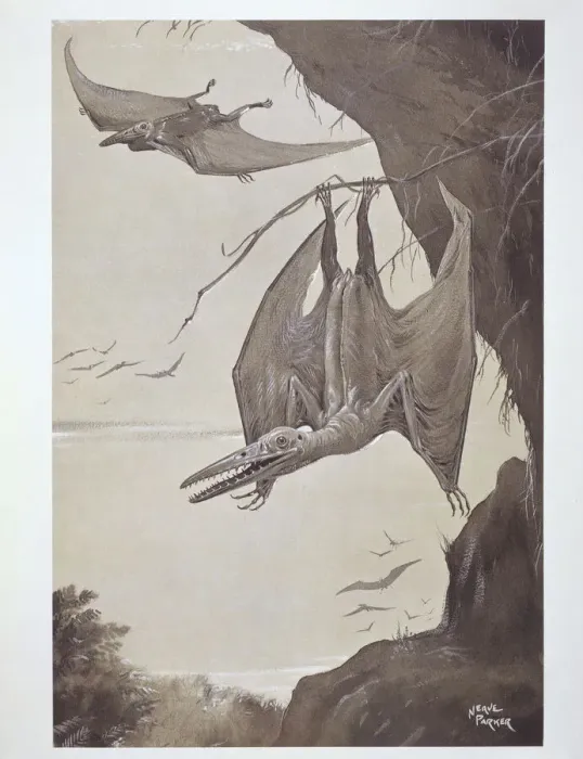 Impresión enmarcada : Pterodactyl Impresión enmarcada : Pterodactyl