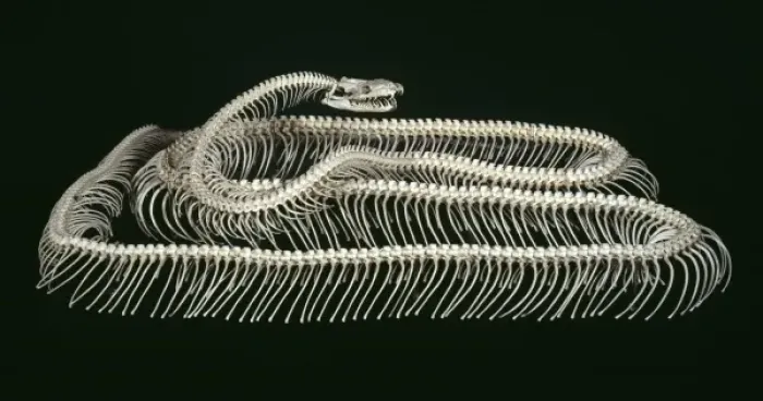 Impresión enmarcada : Python molurus, pitón tigre.