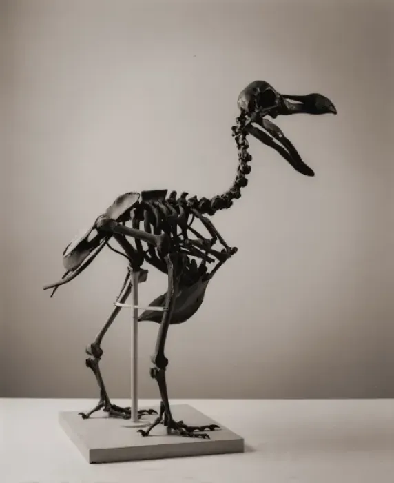 Impresión enmarcada : Raphus cucullatus, dodo.