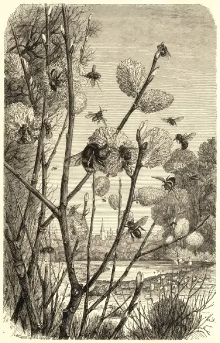 Impresión enmarcada : Abejas en primavera Impresión enmarcada : Abejas en primavera