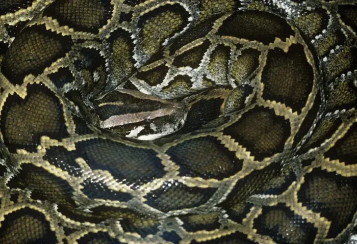 Impresión enmarcada : Python de rock africano en espiral Impresión enmarcada : Python de rock africano en espiral