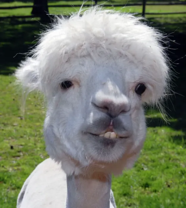 Impresión enmarcada : Alpaca 10663 Vicugna Paco de Pat Morris Impresión enmarcada : Alpaca 10663 Vicugna Paco de Pat Morris