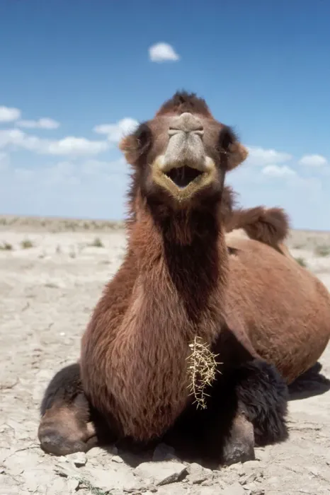 Impresión enmarcada : Camel de Bactriana Impresión enmarcada : Camel de Bactriana