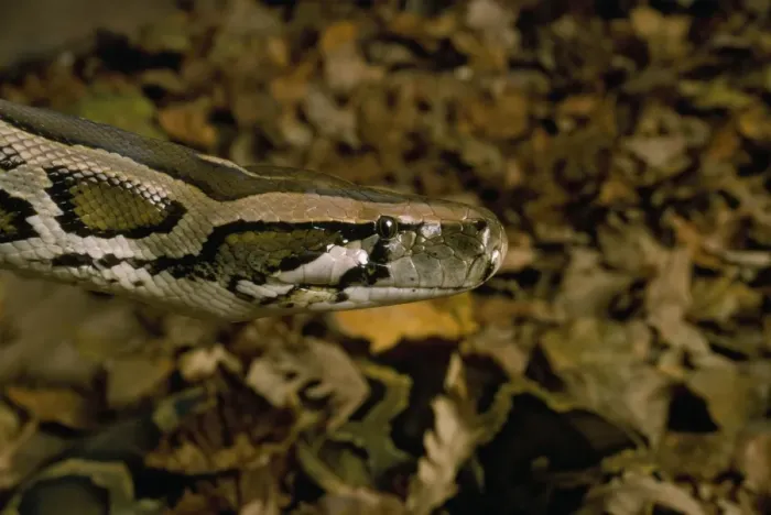 Impresión enmarcada : Python de Birmania Impresión enmarcada : Python de Birmania