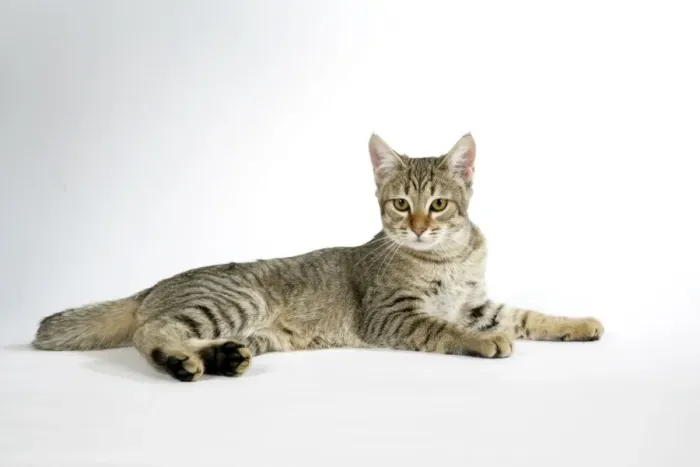 Impresión enmarcada : Gato - Bobalina de pixie acostado