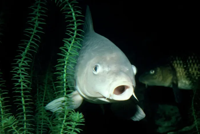Impresión enmarcada : Peces común de carpa