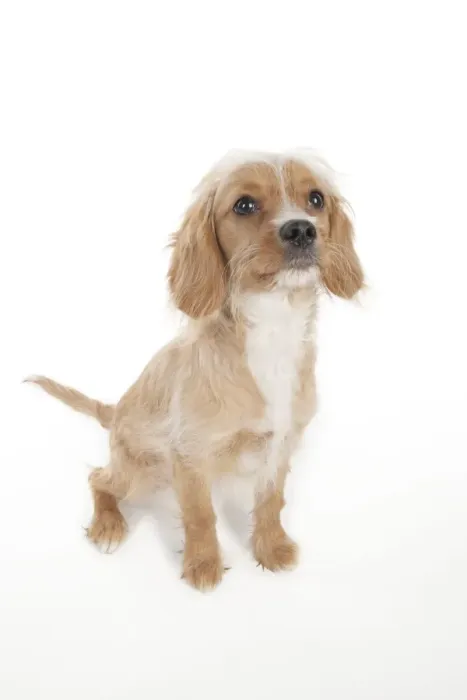 Impresión enmarcada : PERRO - CAVAPOO