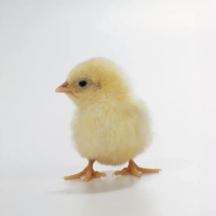 Impresión enmarcada : Pollo Pollo Impresión enmarcada : Pollo Pollo