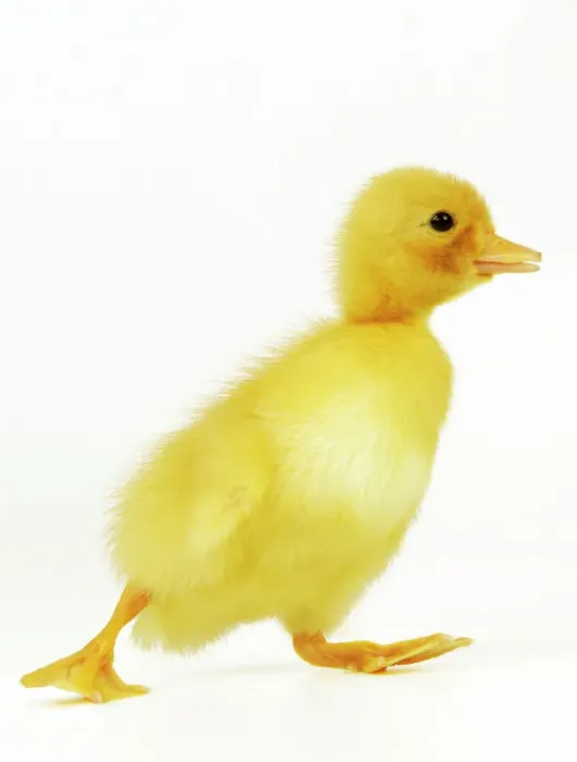 Impresión enmarcada : Duckling. La 977-M Pato Plomo Juan Miguel Labrador Por favor
