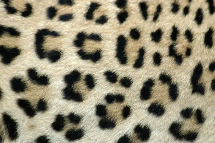 Impresión enmarcada : Leopardo de Namibia