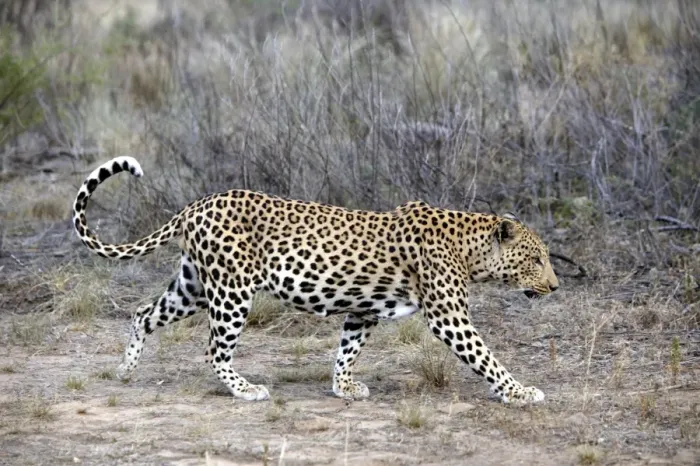 Impresión enmarcada : El leopard de Namibia
