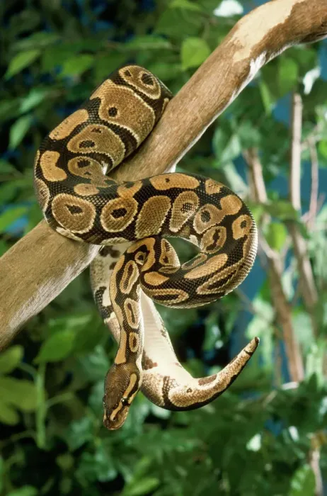 Impresión enmarcada : Ball python real