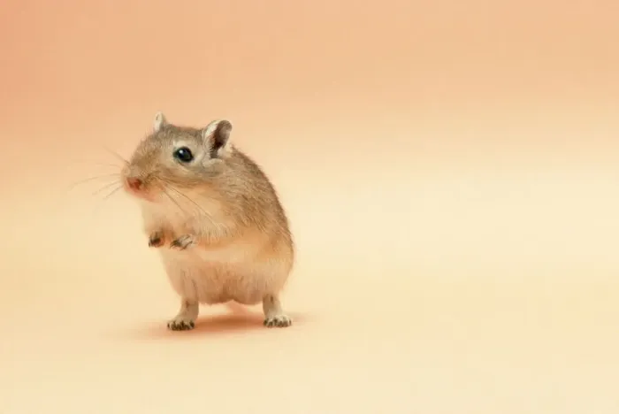 Impresión enmarcada : Gerbil. JD-5683 Gerbil - En pie con las patas detrás, de Juan Daniel Impresión enmarcada : Gerbil. JD-5683 Gerbil - En pie con las patas detrás, de Juan Daniel