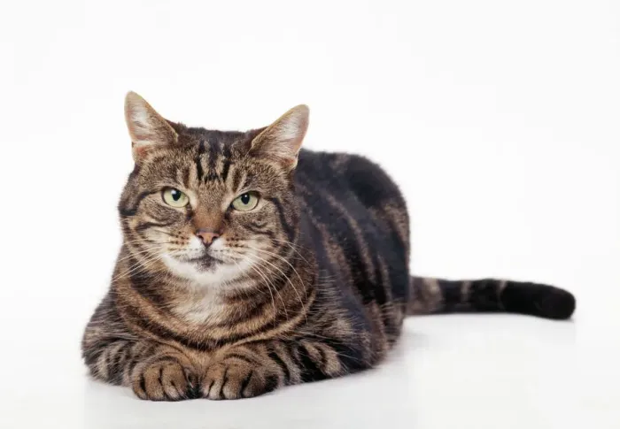 Impresión enmarcada : Gato de Taba Impresión enmarcada : Gato de Taba