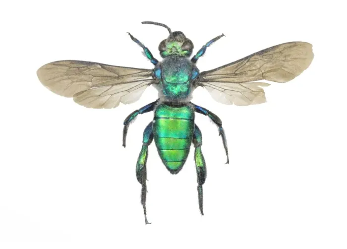 Impresión enmarcada : Hormiga de abeja Augochlora