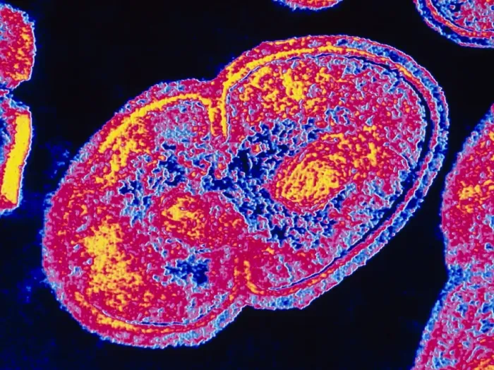 Impresión enmarcada : Temas coloreados de Enterococcus faecalis