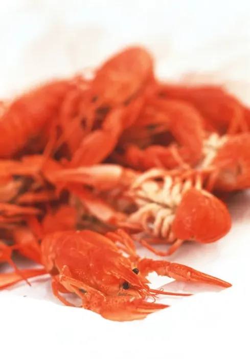 Impresión enmarcada : Crayfish. Gambaros de río. Gambaros de río (Cherax spp.)