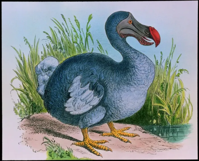 Impresión enmarcada : Dodo extinto Impresión enmarcada : Dodo extinto
