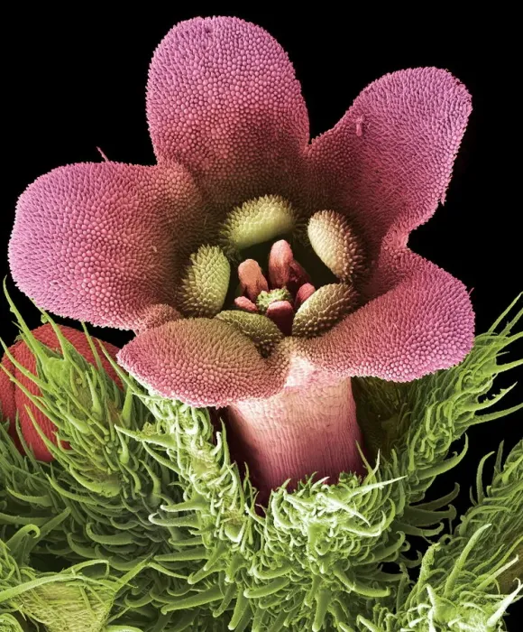 Impresión enmarcada : Orquídea, SEM