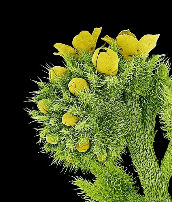 Impresión enmarcada : Orquídeas, SEM