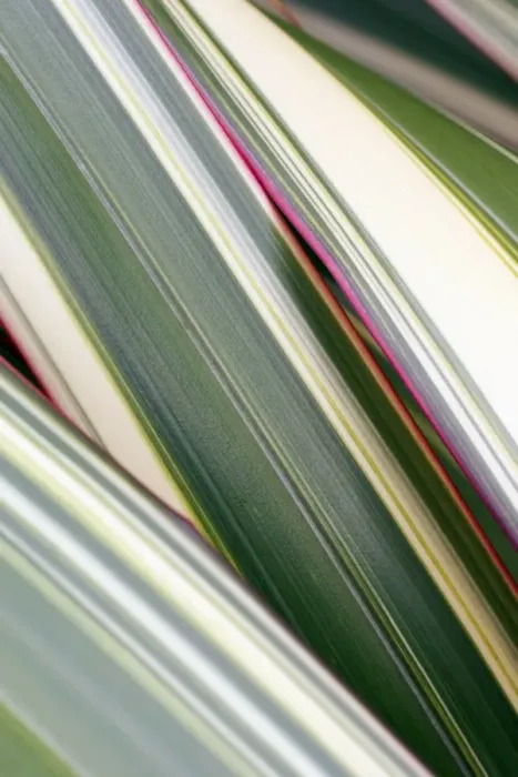 Impresión enmarcada : Hojas de Phormium Impresión enmarcada : Hojas de Phormium