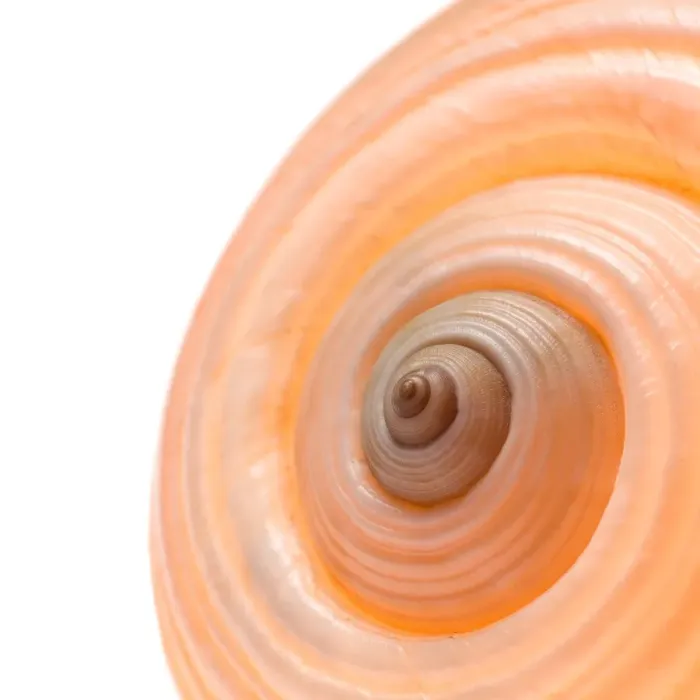 Impresión enmarcada : Concha de caracol. Impresión enmarcada : Concha de caracol.