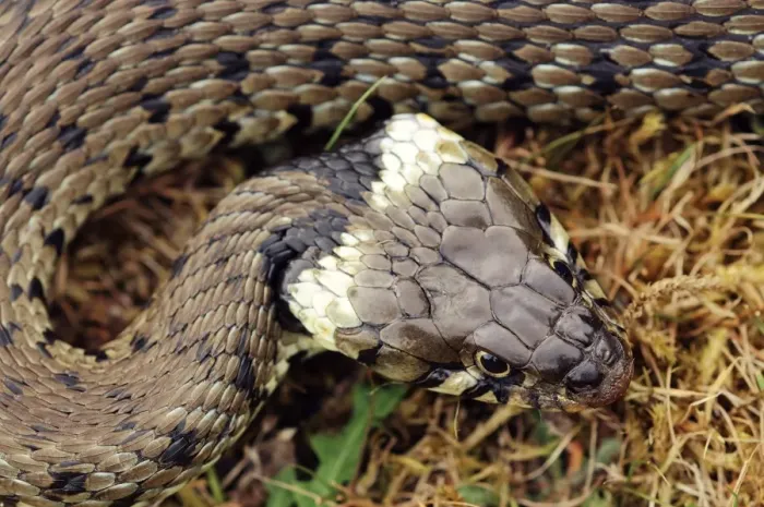 Impresión enmarcada : Serpiente de césped