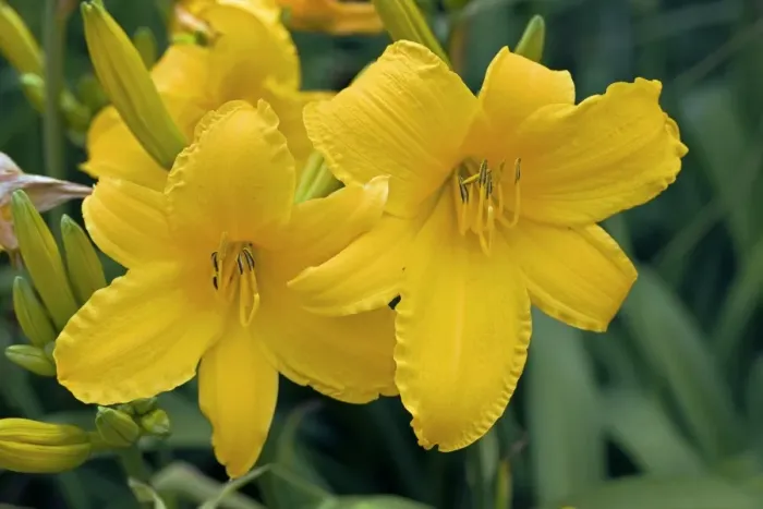 Impresión enmarcada : Hemerocallis azorica Impresión enmarcada : Hemerocallis azorica