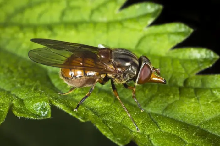Impresión enmarcada : Hoverfly. Mariposa libelina (Rhingia campestris) sobre una hoja