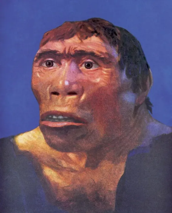 Impresión enmarcada : Reconstrucción de Java Man Impresión enmarcada : Reconstrucción de Java Man