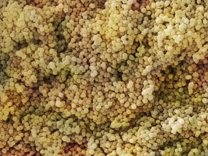Impresión enmarcada : Bacilos Lactococcus sp. (SEM) Impresión enmarcada : Bacilos Lactococcus sp. (SEM)