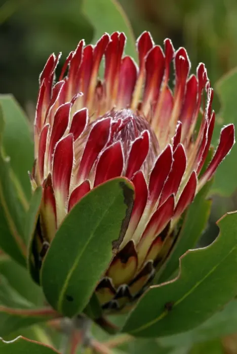Impresión enmarcada : Flor de Protea Impresión enmarcada : Flor de Protea