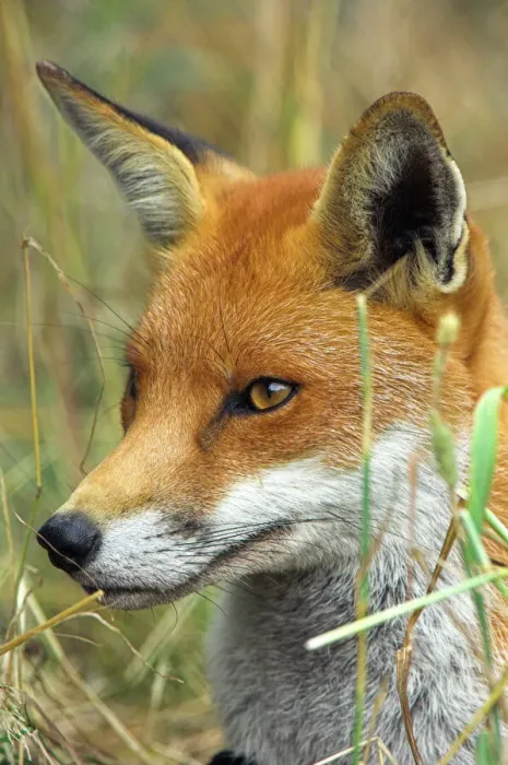 Impresión enmarcada : Red fox. Vulpes vulpes (Lobo rojo). Los lobos rojos se encuentran en América del Norte