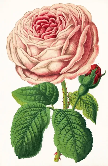 Impresión enmarcada : Rose