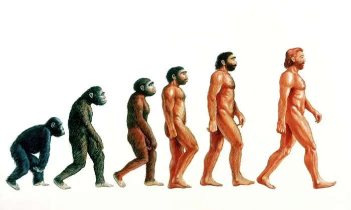 Impresión enmarcada : Etapas de la evolución humana. Impresión enmarcada : Etapas de la evolución humana.