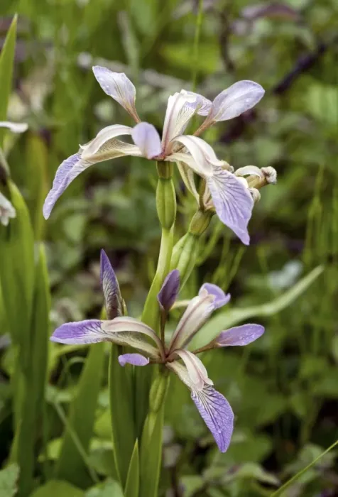Impresión enmarcada : Irís putrefacto (Iris foetidissima) Impresión enmarcada : Irís putrefacto (Iris foetidissima)