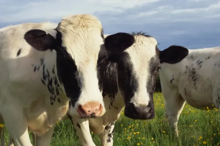 Impresión enmarcada : Cattle