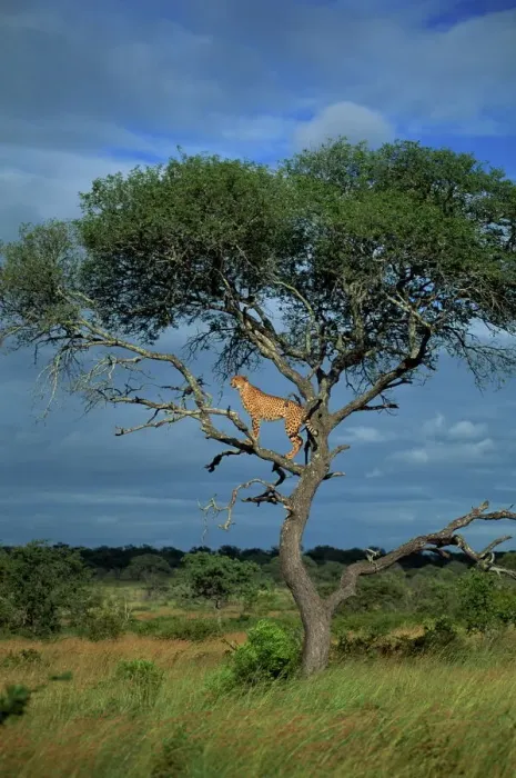 Impresión enmarcada : León en un árbol Impresión enmarcada : León en un árbol