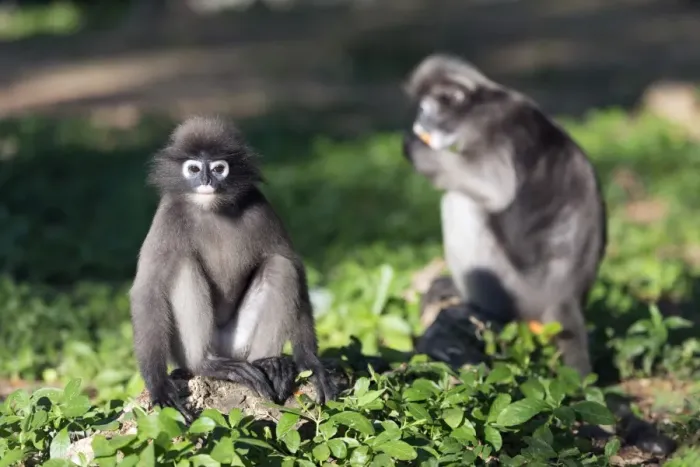 Impresión enmarcada : Mono de lenguaje oscuro (Trachypithecus obscurus), Provincia de Prachuap Khiri Khan, Tailandia, Sudeste Asiático