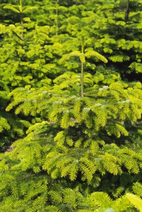 Impresión enmarcada : Árboles de abedul Impresión enmarcada : Árboles de abedul